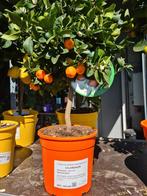 Citrus Calamondin, Tuin en Terras, Ophalen