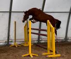 3jarige Ermitage Kalone nakomeling, Dieren en Toebehoren, Paarden, Springpaard, Gechipt, Ruin, 3 tot 6 jaar