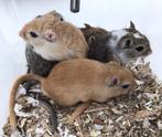 3. jonge gerbils, Dieren en Toebehoren, Juni, Mannelijk, Overige typen, Tam