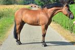 *Talentvolle Brave 5 jarige sportpony ruin*, Dieren en Toebehoren, Gechipt, Ruin, Springpony, 3 tot 6 jaar