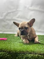 Franse bulldog pups, Dieren en Toebehoren, Honden | Bulldogs, Pinschers en Molossers, 15 weken tot 1 jaar, Buitenland, CDV (hondenziekte)