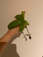 Philodendron florida ghost, Huis en Inrichting, Kamerplanten, Ophalen of Verzenden