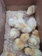 pluimvee, Dieren en Toebehoren, Pluimvee, Geslacht onbekend, Kip