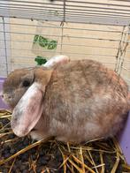 konijn, Dieren en Toebehoren, Vrouwelijk, Groot, 0 tot 2 jaar