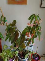 Stippen Begonia, Huis en Inrichting, Kamerplanten, Ophalen