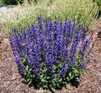 Zaden van Salvia Superba   oogst 2025, Ophalen of Verzenden, Gehele jaar, Zaad