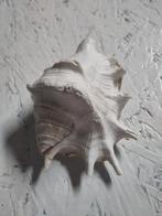 Schelp zee geluid, Ophalen of Verzenden