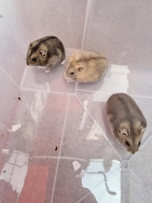 Russische dwerghamsters te geef, Dieren en Toebehoren, Knaagdieren, Meerdere dieren, Hamster, Mei, Tam
