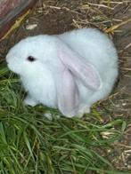 Vlaamse reuzen, Dieren en Toebehoren, Konijnen