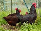 RHODE ISLAND RED  Broed eieren, Dieren en Toebehoren, Pluimvee, Kip