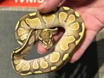Ball python 1.0 Lesser vanilla, Animaux & Accessoires, Reptiles & Amphibiens, Serpent, Domestique, 0 à 2 ans