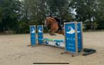 Super leuke ruin te koop!, Dieren en Toebehoren, Paarden, Springpaard, Gechipt, Ruin, 3 tot 6 jaar
