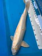 55 cm koi