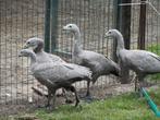 Ganzen, Dieren en Toebehoren, Meerdere dieren, Gans of Zwaan