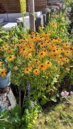 Rudbeckia ,deze kan heel goed tegen de zon, laatste 3 potjes, Tuin en Terras, Planten | Tuinplanten, Volle zon, Vaste plant, Zomer