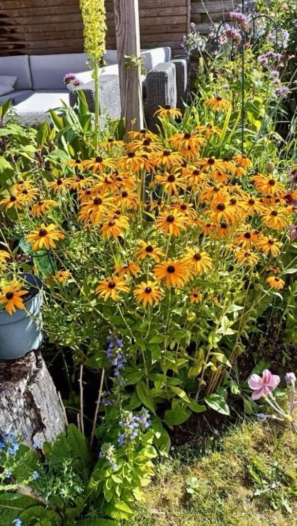 Rudbeckia ,deze kan heel goed tegen de zon, laatste 3 potjes, Tuin en Terras, Planten | Tuinplanten, Vaste plant, Overige soorten