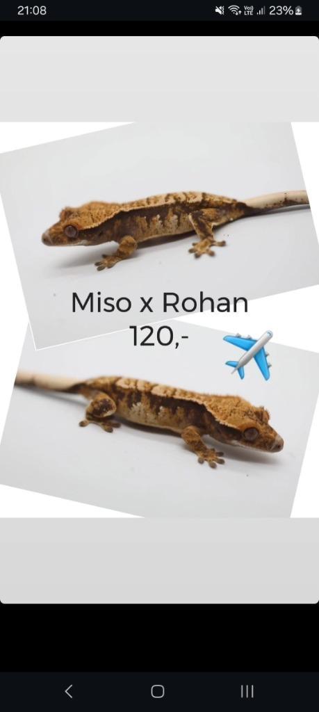 Leuke Tricolor wimpergekko baby, Dieren en Toebehoren, Reptielen en Amfibieën, Hagedis, 0 tot 2 jaar, Tam