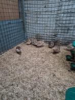 Japanse kwartels, Dieren en Toebehoren, Pluimvee