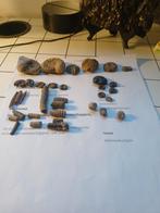 Lot fossielen, Verzamelen, Mineralen en Fossielen, Ophalen of Verzenden
