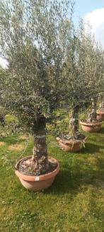Olijfbomen olea europaea in schaal !, Tuin en Terras, Planten | Bomen, Ophalen