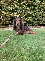 Ariël, teefje, 6 jaar, niet gesteriliseerd, Dieren en Toebehoren, Honden | Teckels en Dashonden, 6 jaar of ouder, België, CDV (hondenziekte)