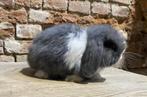 Minilop nestje (transport mogelijk), Dieren en Toebehoren, Konijnen, Mannelijk, Dwerg, Hangoor, 0 tot 2 jaar