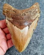 usa megalodon tand	11.9x8.8x1.9 cm, Verzamelen, Mineralen en Fossielen, Ophalen of Verzenden, Fossiel