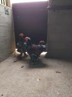 Hanen Brahma porselein, Dieren en Toebehoren