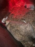 Schapen, Dieren en Toebehoren, Vrouwelijk, Schaap, 0 tot 2 jaar
