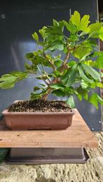Ginkgo marcottage voor Bonsai, Ophalen, In pot