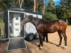 Paard rijden - Zuteldaal- op soort halve stal afspraak., Ruiter of Bijrijder