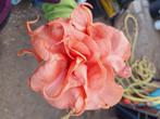 Brugmansia, Volle zon, Vaste plant, Zomer, Ophalen
