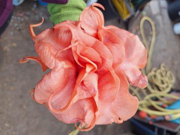Brugmansia, Tuin en Terras, Planten | Tuinplanten, Volle zon, Vaste plant, Zomer, Ophalen