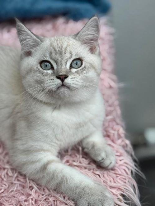 Brits korthaar, Dieren en Toebehoren, Katten en Kittens | Raskatten | Korthaar, Meerdere dieren, 0 tot 2 jaar, Met stamboom, Gechipt