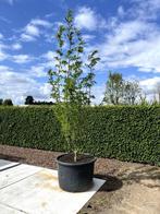 Meerstammige boom, Tuin en Terras, 250 tot 400 cm, Zomer, Ophalen, Volle zon