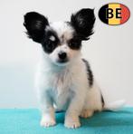 Chihuahua à poil long — Petit cœur à vendre, Animaux & Accessoires, Commerçant, Chien (mâle), Belgique, 8 à 15 semaines