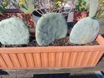 3 cactussen inclusief terracotta bloembak, Tuin en Terras, Planten | Tuinplanten, Ophalen