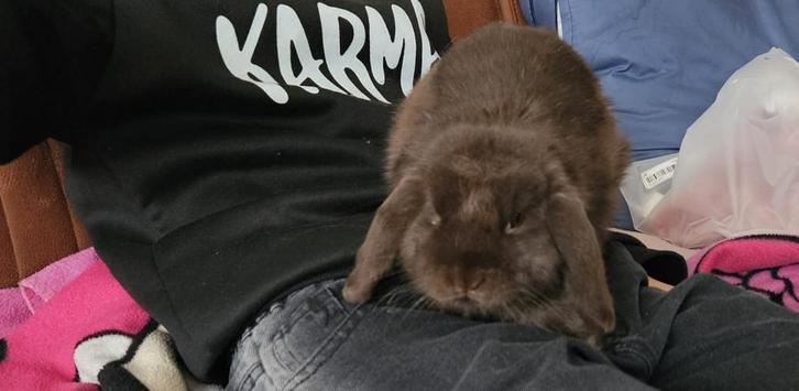 Hangoorkonijntje lees beschrijving, Animaux & Accessoires, Lapins, Oreilles tombantes