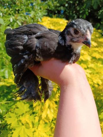 Chicks Brahma grosse volaille NOIRE