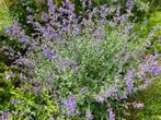 Nepeta ( Kattekruid ), Ophalen of Verzenden, Vaste plant