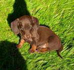 Teckel pups,dwerg,chocolate is teef,blauw is reu, Dieren en Toebehoren, Honden | Teckels en Dashonden, België, 8 tot 15 weken
