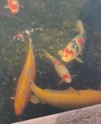 Japanse koi, Dieren en Toebehoren