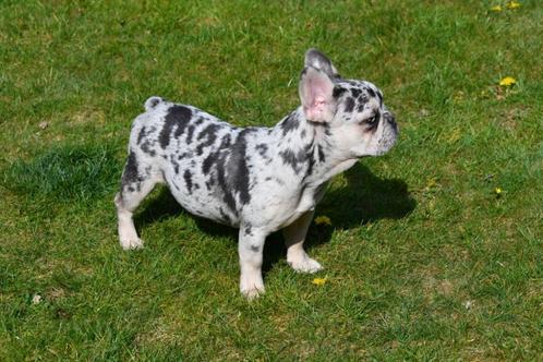 Franse Bulldog pups te koop, Dieren en Toebehoren, Honden | Bulldogs, Pinschers en Molossers, Teef, Bulldog, Fokker | Professioneel