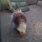 Brahma zalm haan, Dieren en Toebehoren, Pluimvee, Mannelijk, Kip