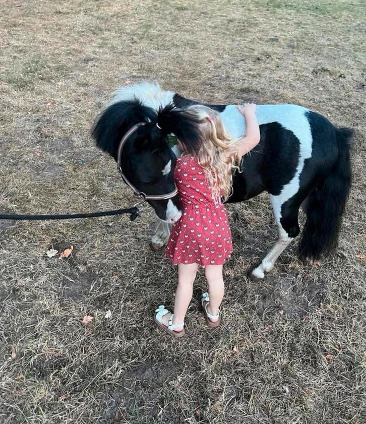 €650, snelle afhandeling gewenst, Dieren en Toebehoren, Pony's, Ruin, Zadelmak, A pony (tot 1.17m), Springpony, 7 tot 10 jaar