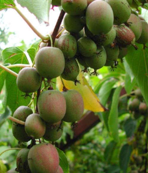 kiwibes, Tuin en Terras, Planten | Fruitbomen, Overige soorten, Minder dan 100 cm, Volle zon, Lente, In pot, Ophalen of Verzenden