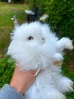 Minilop baby vrouwtje, Dieren en Toebehoren, Konijnen, Hangoor