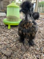 Zijdehoen hen showgirl