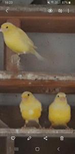 Kanaries, Dieren en Toebehoren, Vogels | Kanaries