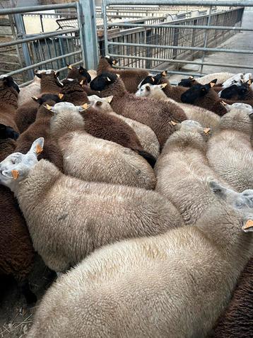Lot van 35 rammen bokken schapen. beschikbaar voor biedingen